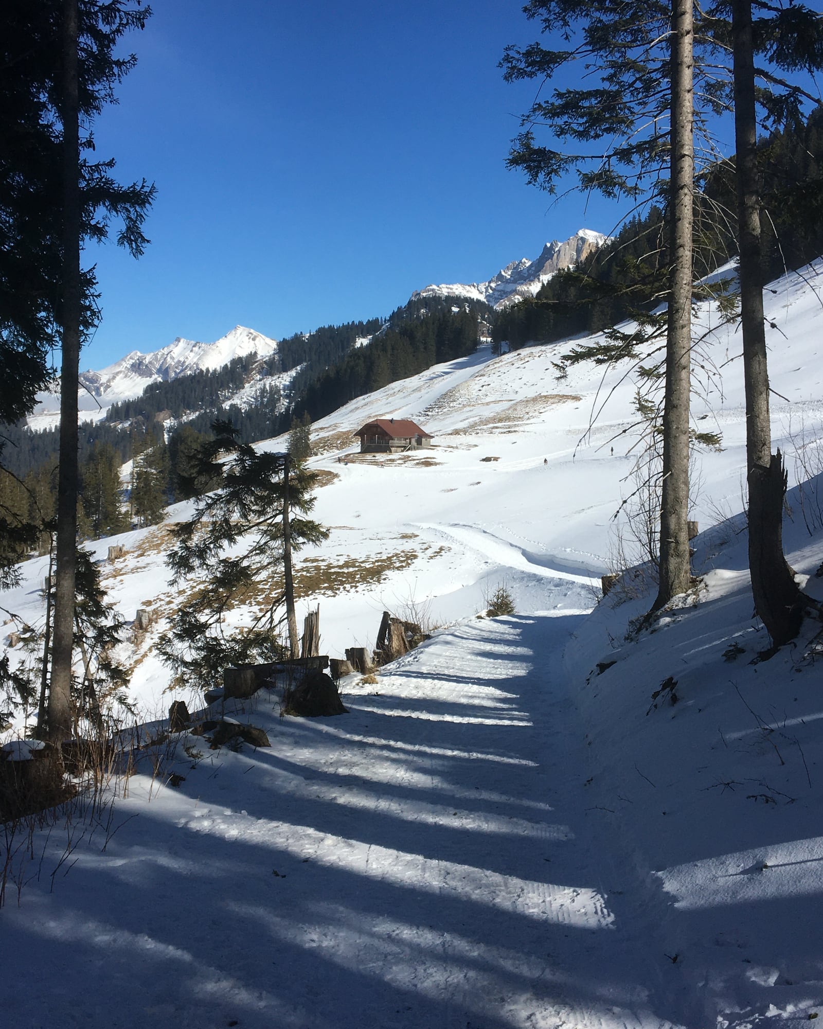A snowy path through mountain woodland toward a high ridge
